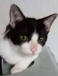 Pimpão