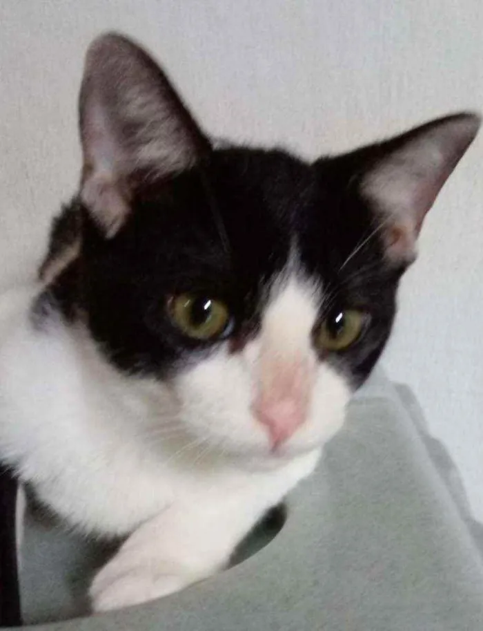Gato raça SRD idade 2 a 6 meses nome Pimpão
