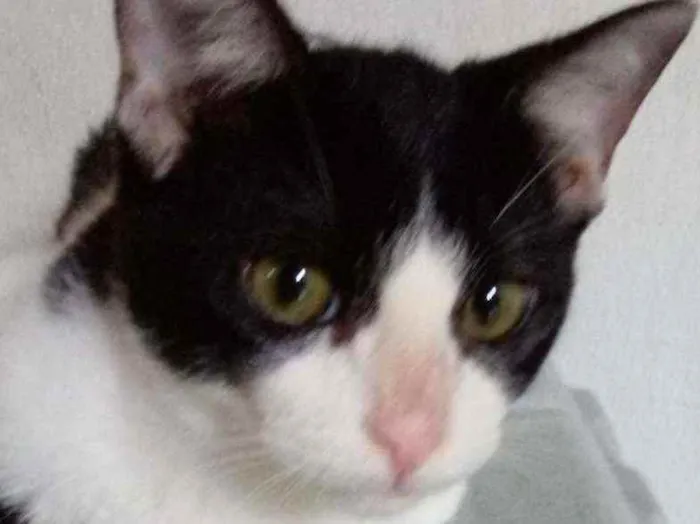 Gato raça SRD idade 2 a 6 meses nome Pimpão