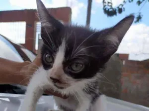 Gato raça Srd idade Abaixo de 2 meses nome Malhdinhos
