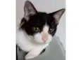 Pimpão