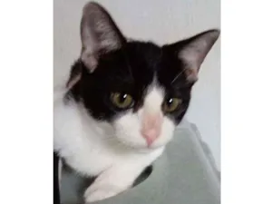 Gato raça SRD idade 2 a 6 meses nome Pimpão