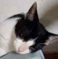 Pimpão