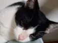 Pimpão
