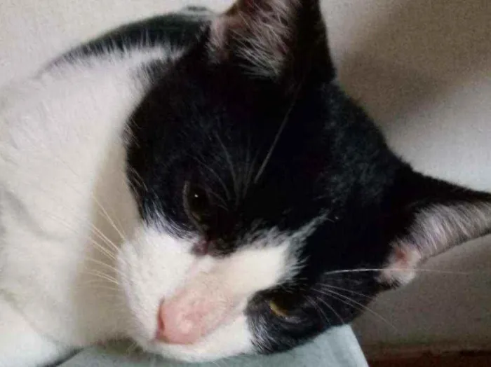 Gato raça SRD idade 2 a 6 meses nome Pimpão