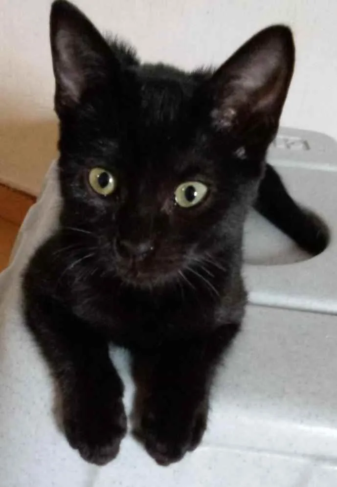 Gato raça SRD idade 2 a 6 meses nome Vivi