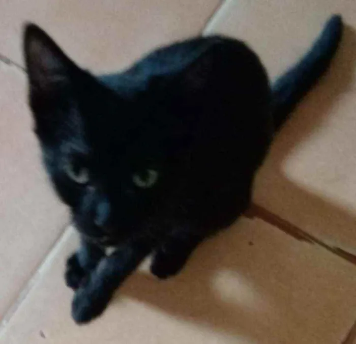 Gato raça SRD idade 2 a 6 meses nome Vivi