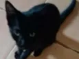 Vivi