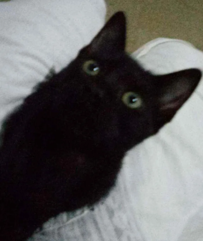 Gato raça SRD idade 2 a 6 meses nome Vivi
