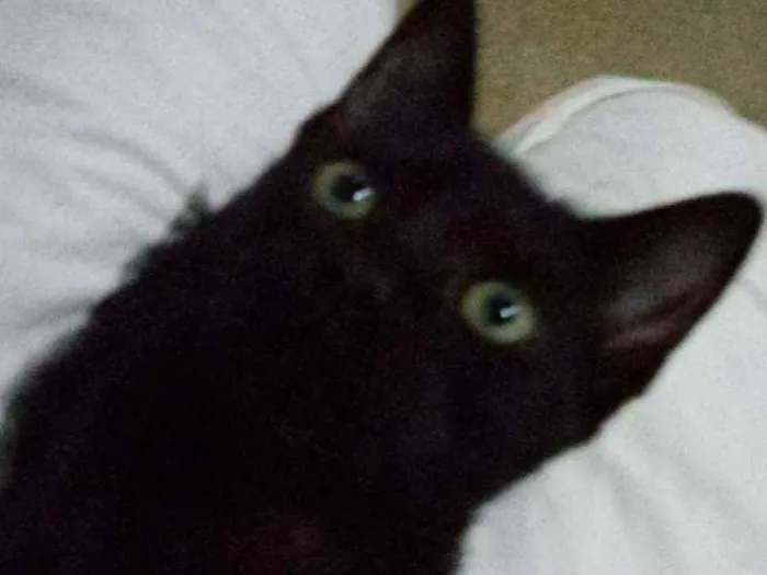 Gato raça SRD idade 2 a 6 meses nome Vivi