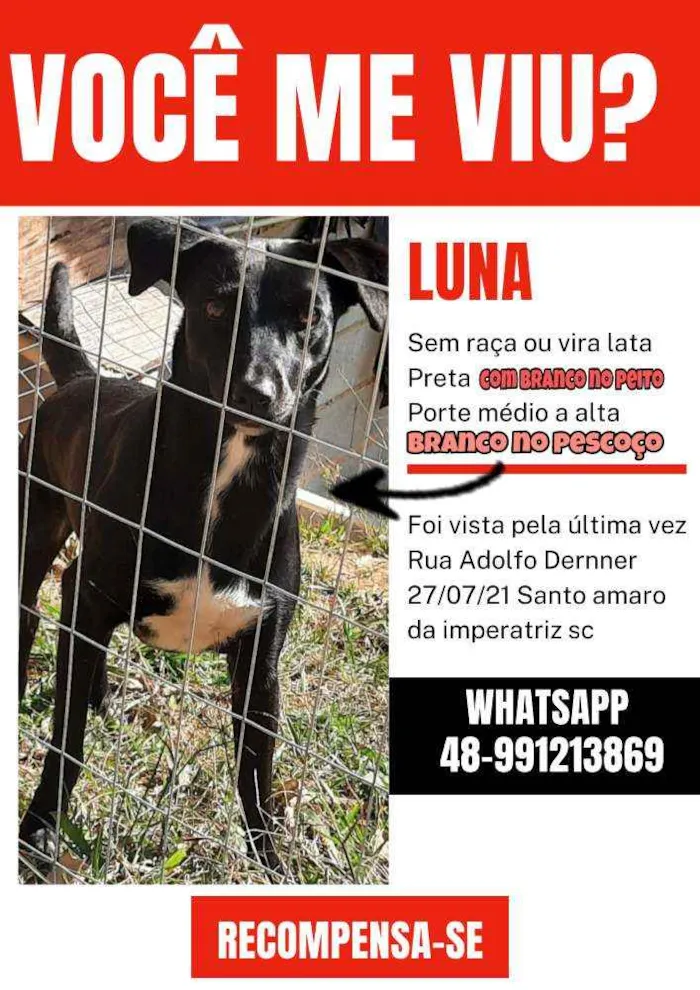 Cachorro ra a Vira lata idade 2 anos nome Luna