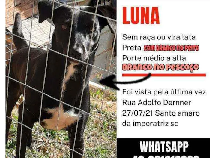 Cachorro ra a Vira lata idade 2 anos nome Luna