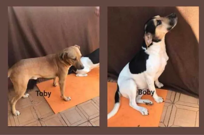 Cachorro ra a SRD idade 7 a 11 meses nome Toby e Boby