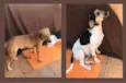 Toby e Boby