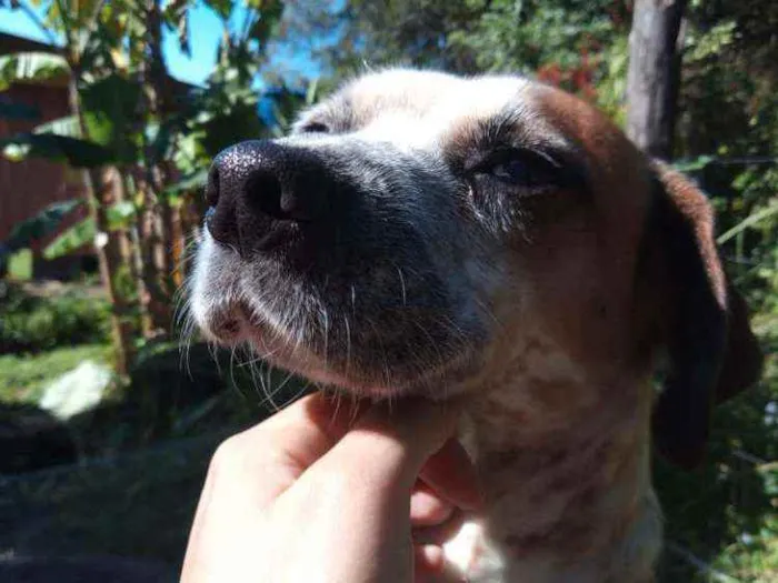Cachorro ra a Sem raça definido idade 5 anos nome Amarela