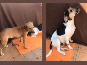 Cachorro raça SRD idade 7 a 11 meses nome Toby e Boby