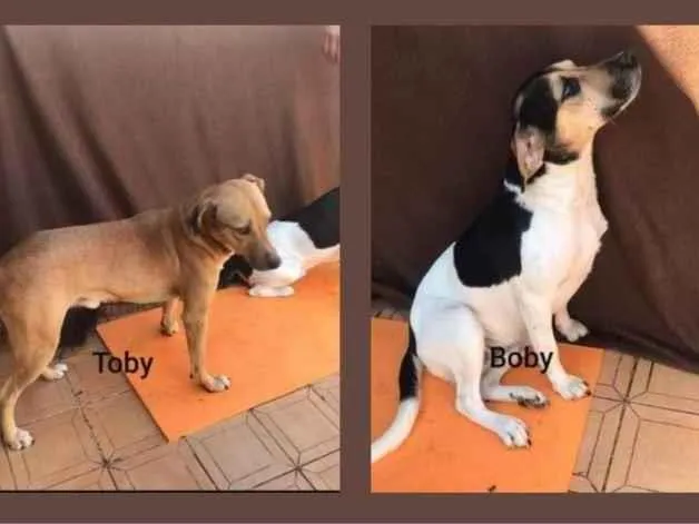 Cachorro ra a SRD idade 7 a 11 meses nome Toby e Boby