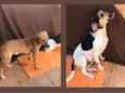 Toby e Boby