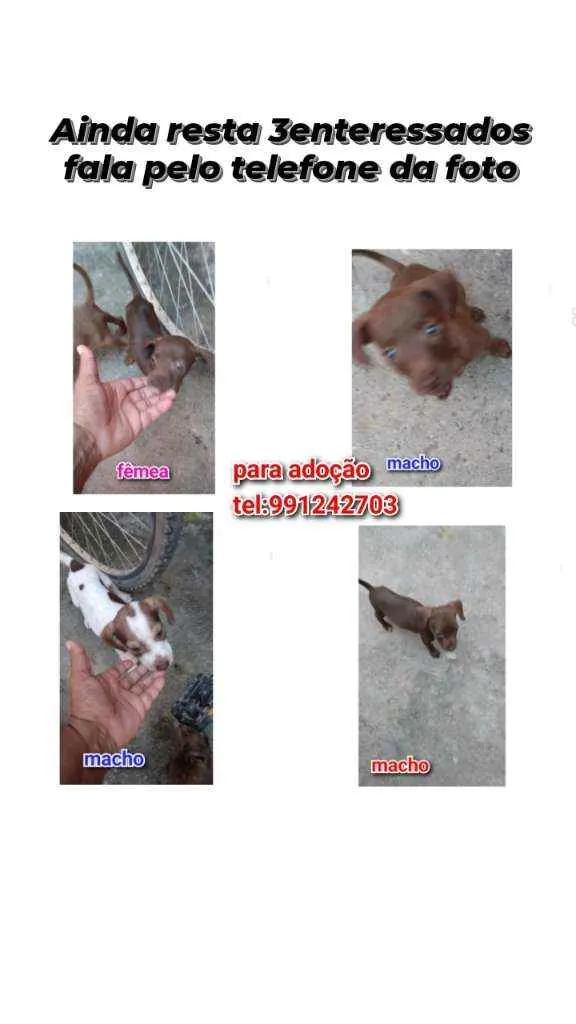 Cachorro raça Srd idade 2 a 6 meses nome Filhotes