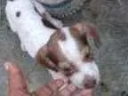 Cachorro raça Srd idade 2 a 6 meses nome Filhotes