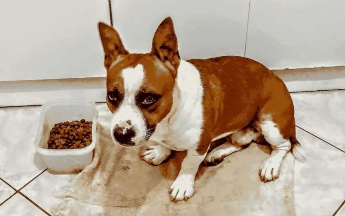 Cachorro ra a SRD-ViraLata idade 2 anos nome Jaguar
