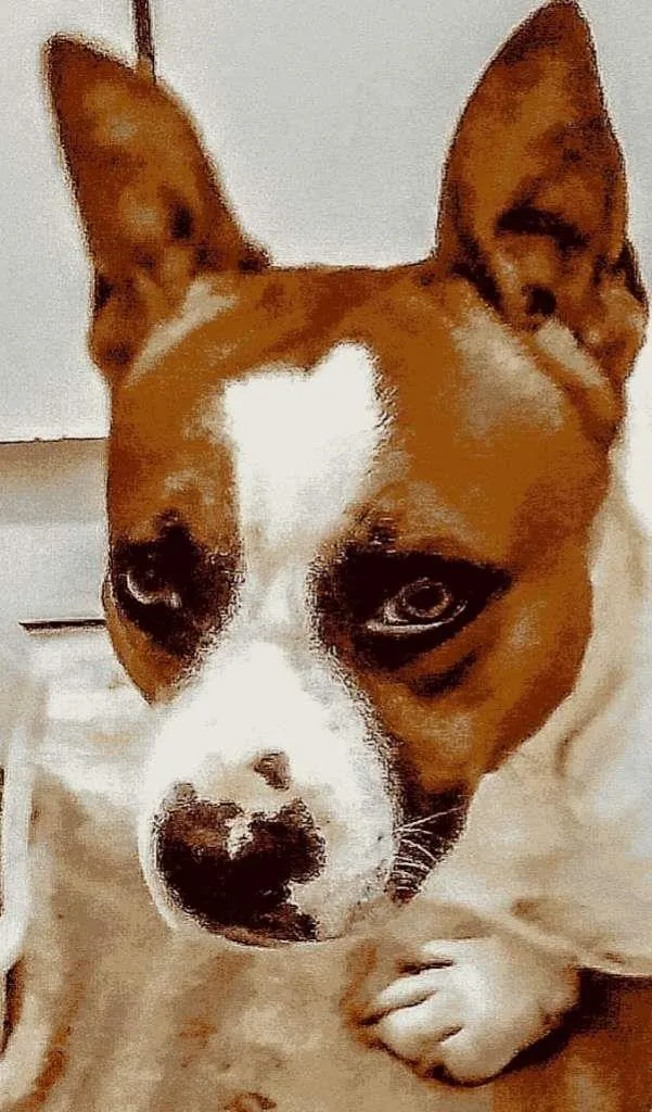 Cachorro ra a SRD-ViraLata idade 2 anos nome Jaguar