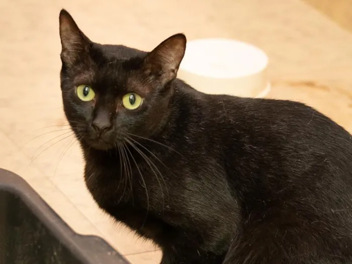 Gato raça SRD-ViraLata idade 2 anos nome Black Tie 