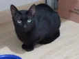 Gato raça SRD-ViraLata idade 2 anos nome Black Tie 