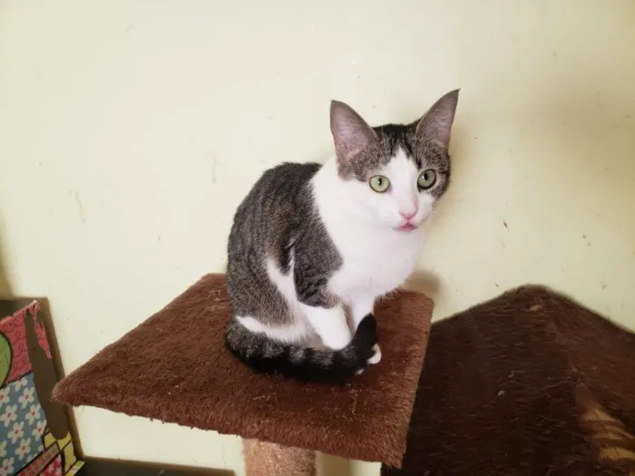 Gato raça SRD-ViraLata idade 3 anos nome Catelyn