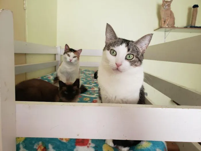 Gato raça SRD-ViraLata idade 3 anos nome Catelyn