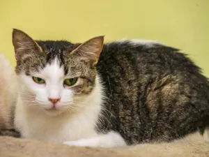 Gato raça SRD-ViraLata idade 3 anos nome Catelyn