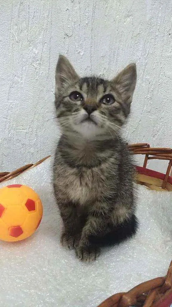 Gato ra a Srd idade 2 a 6 meses nome Sunny