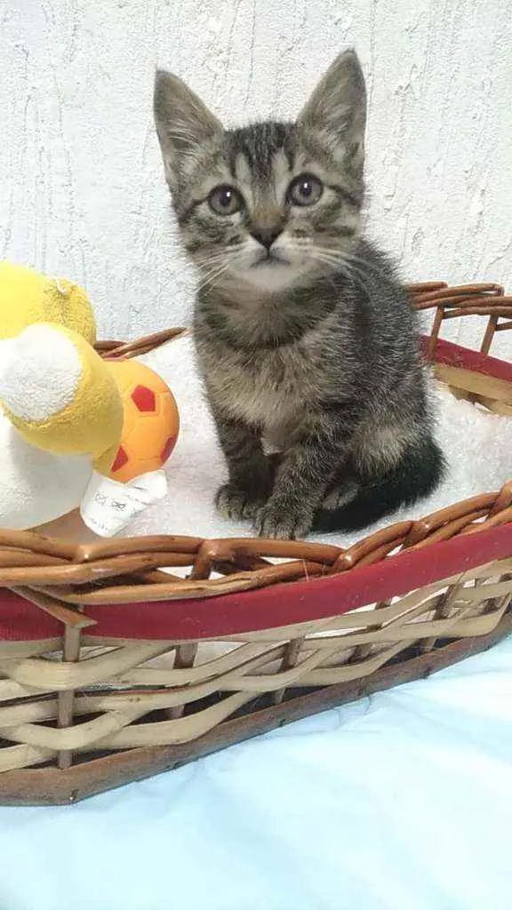 Gato ra a Srd idade 2 a 6 meses nome Sunny