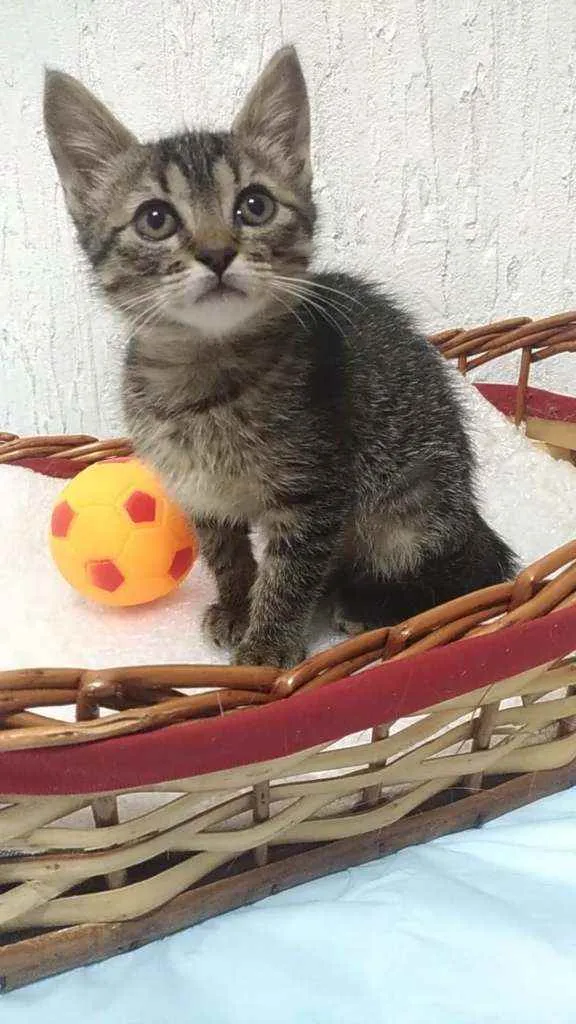 Gato ra a Srd idade 2 a 6 meses nome Sunny