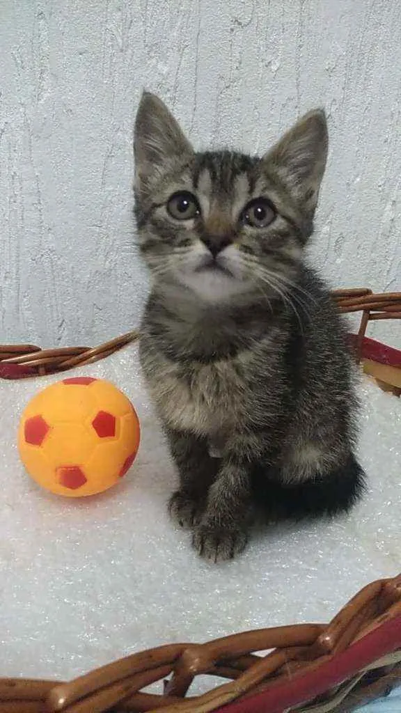 Gato ra a Srd idade 2 a 6 meses nome Sunny