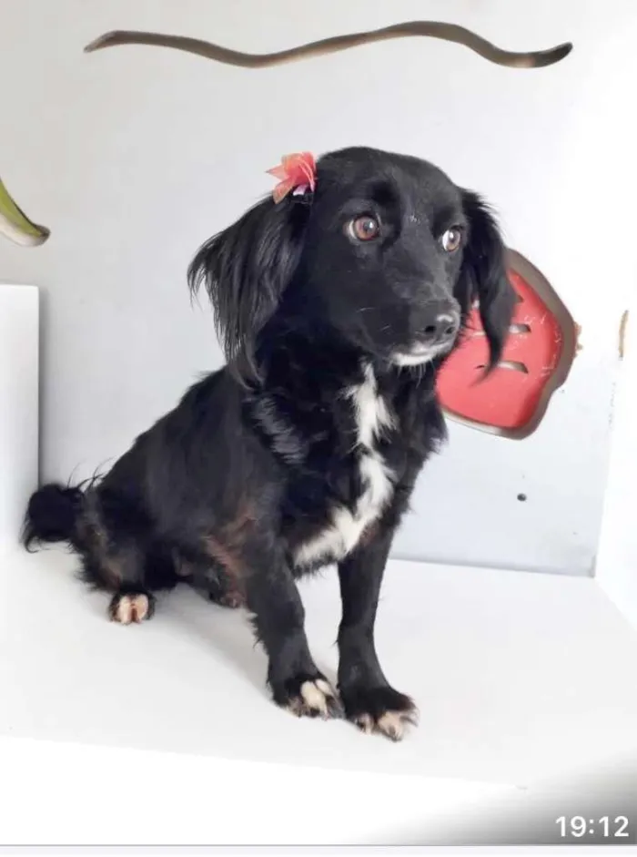 Cachorro raça SRD-ViraLata idade 2 anos nome LOLA