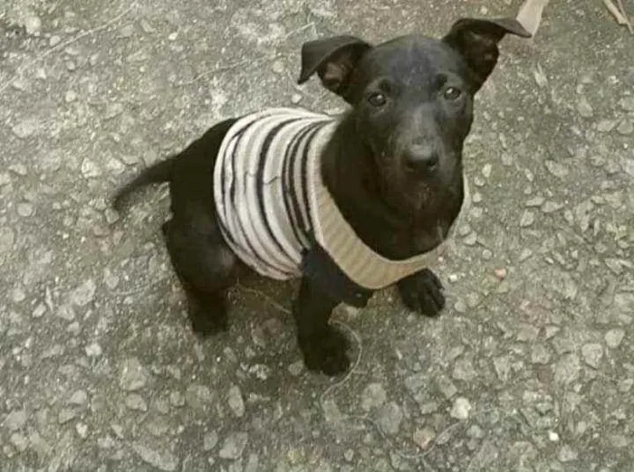 Cachorro ra a SRD idade 2 a 6 meses nome Clô