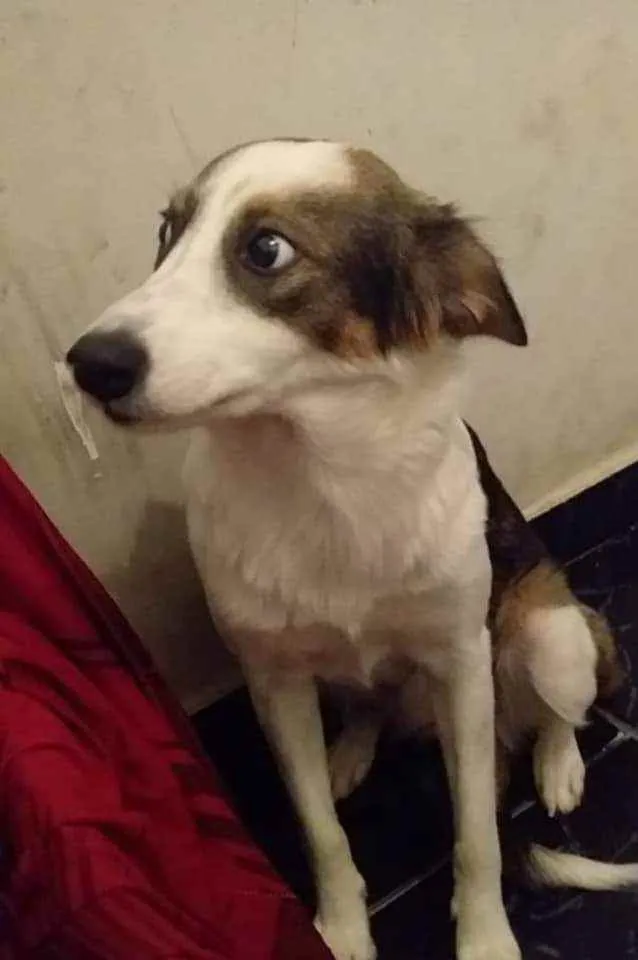 Cachorro ra a SRD idade 1 ano nome Abandonada