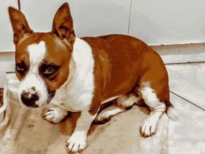 Cachorro ra a SRD-ViraLata idade 2 anos nome Jaguar