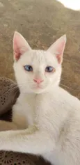 Tintim