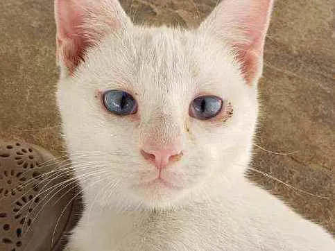 Gato ra a Branco idade 2 a 6 meses nome Tintim