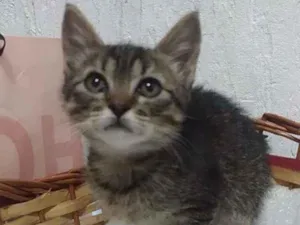 Gato raça Srd idade 2 a 6 meses nome Sunny