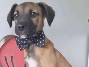 Cachorro raça SRD-ViraLata idade 2 a 6 meses nome BOB