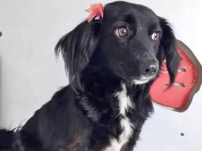 Cachorro raça SRD-ViraLata idade 2 anos nome LOLA
