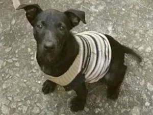 Cachorro raça SRD idade 2 a 6 meses nome Clô