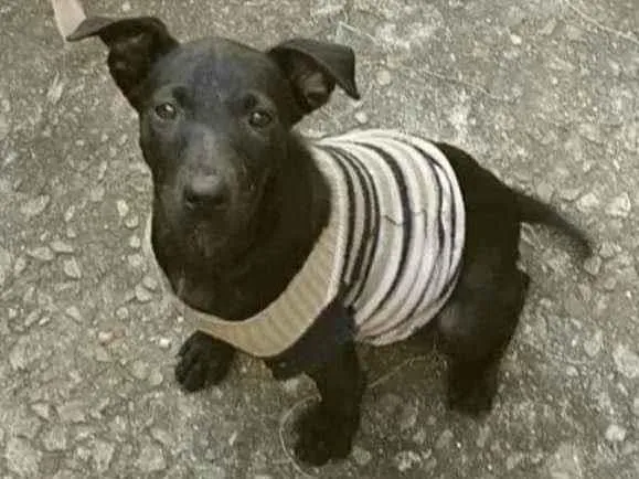 Cachorro ra a SRD idade 2 a 6 meses nome Clô