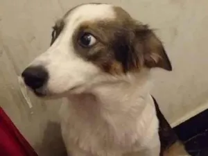 Cachorro raça SRD idade 1 ano nome Abandonada