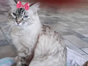 Gato raça Mestiça  idade 7 a 11 meses nome Charlotte 