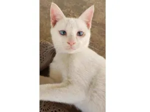 Gato raça Branco idade 2 a 6 meses nome Tintim