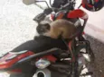 Lucrécinha